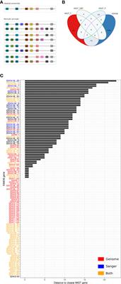 Addressing IGHV Gene Structural Diversity Enhances Immunoglobulin Repertoire Analysis: Lessons From Rhesus Macaque